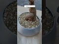 ダサかったガジュマルを… #観葉植物 #ガジュマル