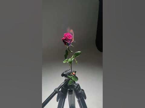 Сарнай цэцэгний шаталт | зураг авалт - YouTube