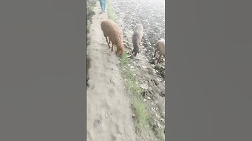 canada people farmer