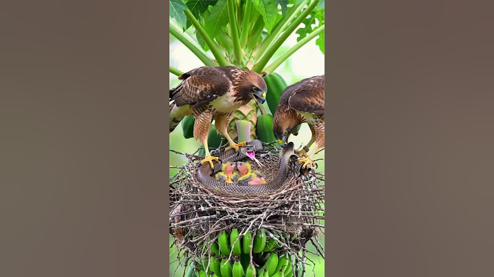 Top Wildlife Expert Reveals SECRET Eagle Protection Techniques