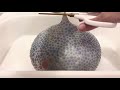 How to make a squeeze balloon bomb スクイーズバルーンボムの作り方#asmr 