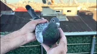 5   TR 24 11248 Dişi