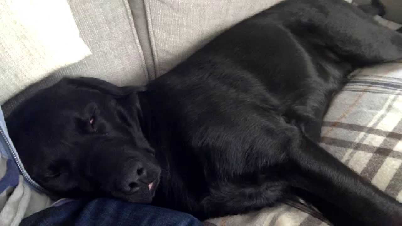 Really Loud Snoring Dog YouTube