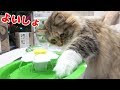 ちゃちゃをご機嫌にさせた物とは･･･！？
