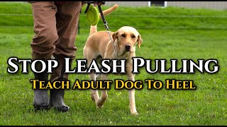 How to Stop Older Dog from Pulling on Leash: Heel Work by DogBoneHunter 254 views 14 hours ago 5 minutes, 26 seconds