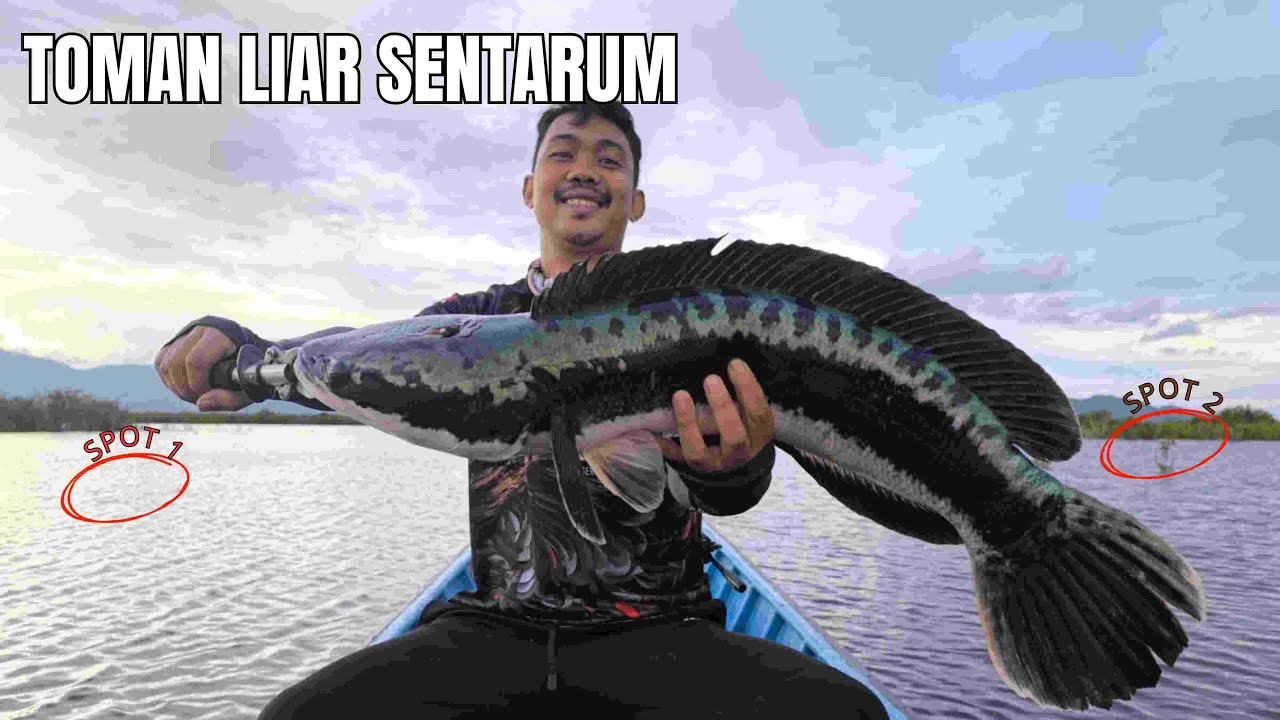 SERASAA NARIK HIU !!!! 😲😲😲😲😯😯