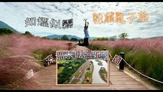 深圳蓮塘口岸出發🎶秋遊大鵬禾塘濕地公園如煙似霧的「粉黛亂子草」👣 橋連橋串連紅樹林生態環境Ep24   深圳有咩玩⁉️ Shenzhen Hetang Wetland Park