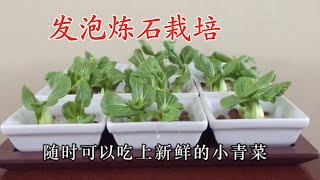 發泡煉石是水中栽培最佳介質- using foam stone to cultivate ...