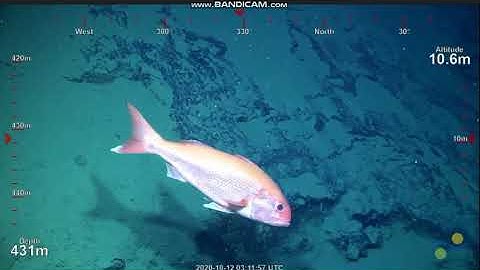 Ruby snapper@397 Tydmeman Knoll