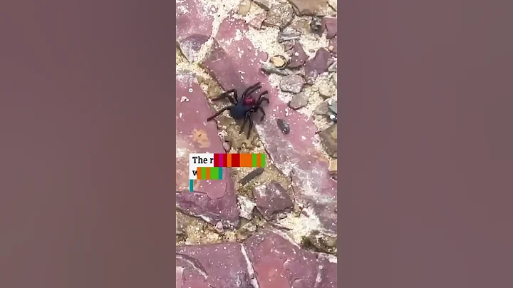 Rare footage of highly venomous spider was captured on camera - 天天要闻