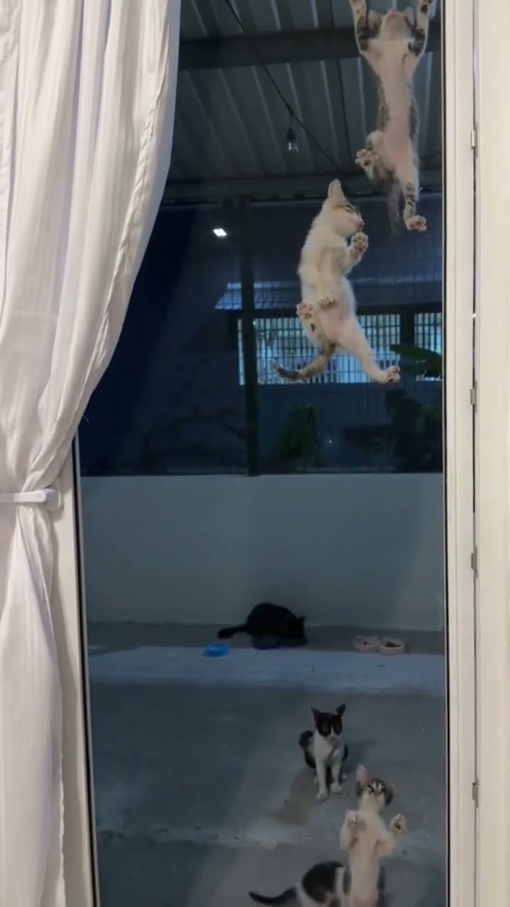 funny  kitten ♥️ ♥️ ♥️ ♥️ ♥️