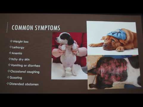 Video: Worms In A Dog: Symptoms And Treatment Of Parasites