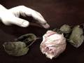 The Last Rose of Summer - Richard Bonsall