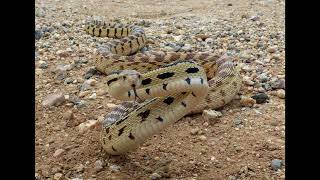 A Serpent's Tail