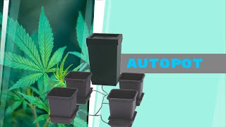 Effortless Harvest: Transform Your Grow with AutoPot System