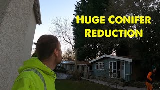 Huge Conifer Reduction