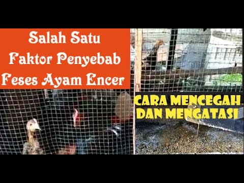 Cara Mengatasi Feses Ayam Yang Terlalu Encer. Salah Satu Faktor
