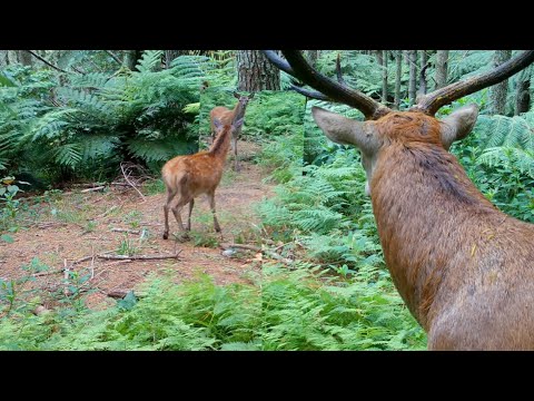 Wild Animals React to Mirror