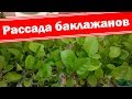 Рассада баклажанов, подкормка, уход. Как получить хороший урожай баклажанов