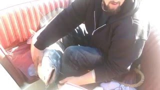 80lb Blue catfish juglines juggin at Lake Eufaula, Oklahoma