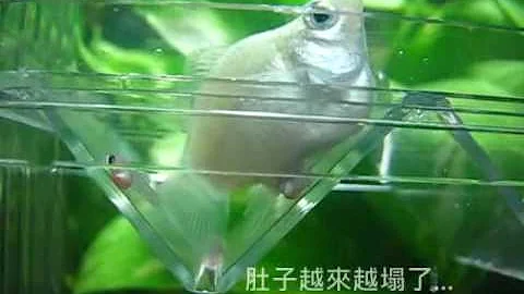 980107大白球鱼生球鱼宝宝 - 天天要闻