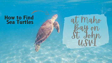 How to Find Sea Turtles at Maho Bay on St. John USVI