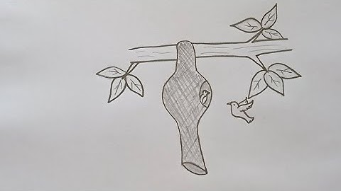 Baya weaver bird Nest drawing