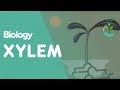 Xylem and phloem  part 2  transpiration  transport in plants  biology  fuseschool