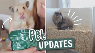 New stuff for the pets! | Pet Updates