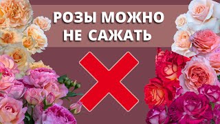 видео: ПРИКОП ДЛЯ РОЗ НА ЗИМУ. Не можете посадить, сохраните. 29 сентября 2024 г. картинка: ПРИКОП ДЛЯ РОЗ НА ЗИМУ. Не можете посадить, сохраните. 29 сентября 2024 г.