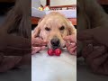 This should be the golden retriever that can't hide anything in its mouth