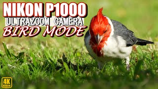 Nikon coolpix P1000: Bird Mode Test - Hawaii (4K)