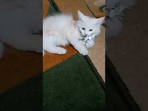 كبرت فى دماغى