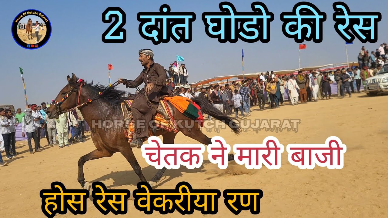 होस रेस वेकरीया रण 2 दांत घोडो की रेस HORSE RACE VEKRIYA RAAN  2025