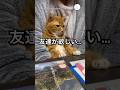 家族会議で友達が欲しいと訴える猫 #猫 #茶トラ #マンチカン #猫動画 #猫のいる暮らし