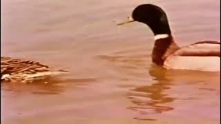 Duck Documentary From Ancient Times to Today