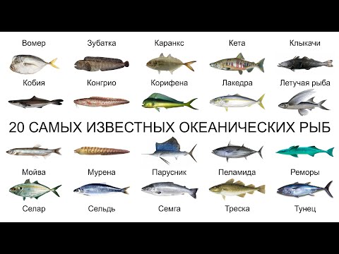 Топ 20 САМЫХ ИЗВЕСТНЫХ ОКЕАНИЧЕСКИХ РЫБ