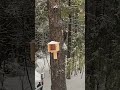 Peck. Peck. Peck! 🪵 Woodpecker Fun