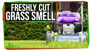What Makes Fresh Cut Grass Smell? What Makes Fresh Cut Grass Smell?