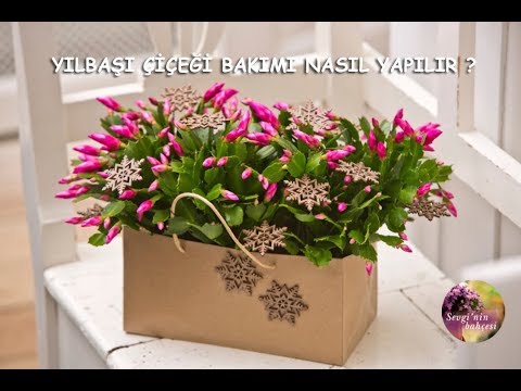 Video: Bir Noel Ağacının Bakımı Nasıl