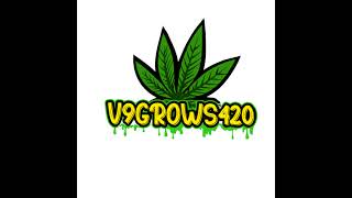✂️ Chop Day with V9Grows420
