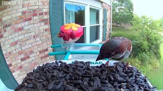 birdsnap® TUC  Bird Feeder with Camera 2K Live Stream 160°View Step by Step Birdsnap Assembly