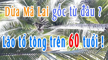 Dừa Mã Lai chính là Dừa Xiêm Đỏ Bến Tre. Giới thiệu lão tổ tông dừa Xiêm Đỏ còn sống trên 60 tuổi.