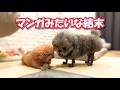 やる事がめっちゃ漫画！な犬達がこちらです。