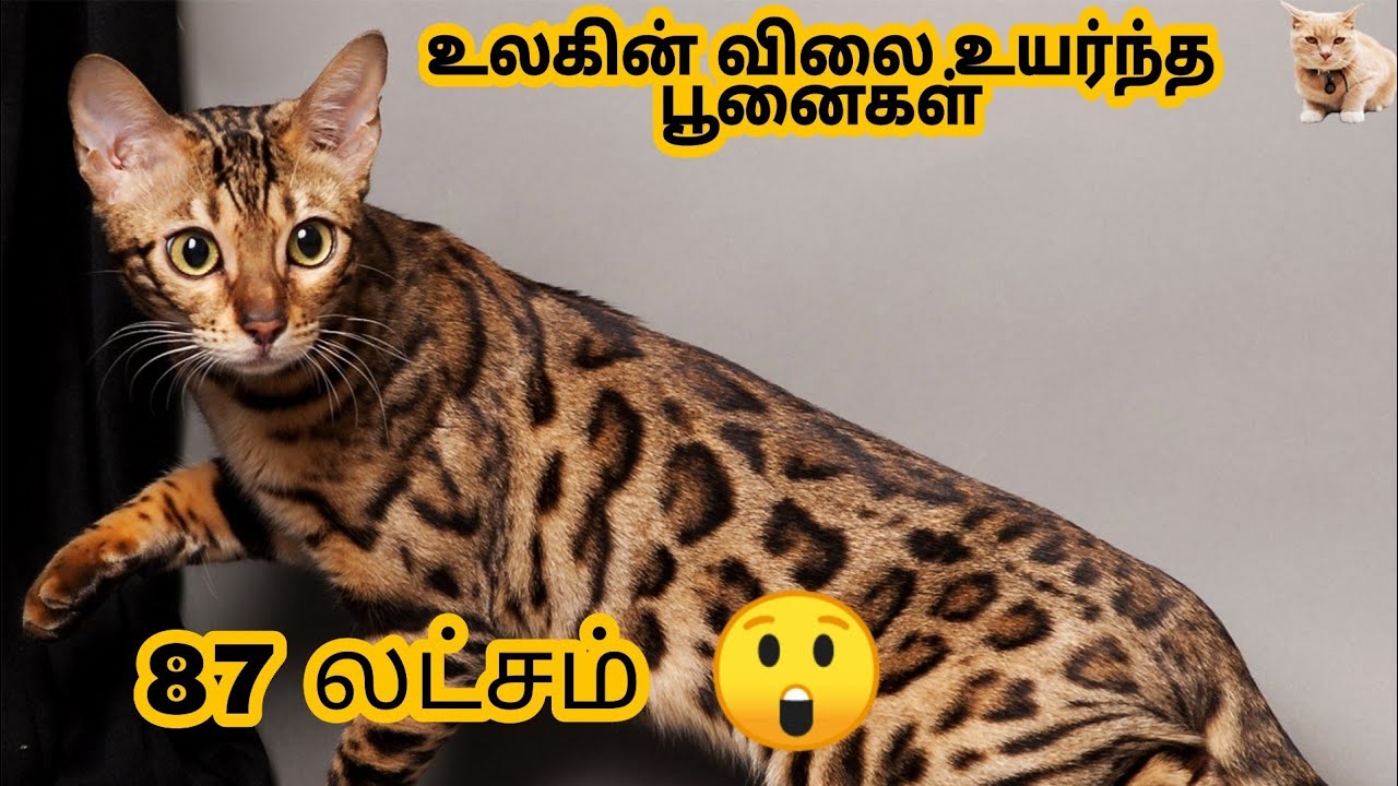 12 விலை உயர்ந்த பூனைகள் 12 Most expensive cat breeds in the world in