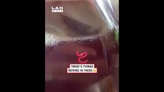 Worms found swimming in restaurant vinegar 🪱🥴