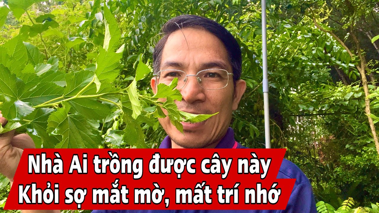 Khỏi sợ Mắt mờ, mất trí nhớ khi trồng Cây này. PHAN HẢI Channel