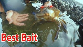 Best Bait For Fishing And Grilling in The Most Beautiful Lake in The World