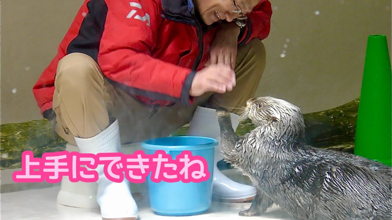 ラッコ キラちゃん 飼育員さんとタッチです【鳥羽水族館】Sea otter