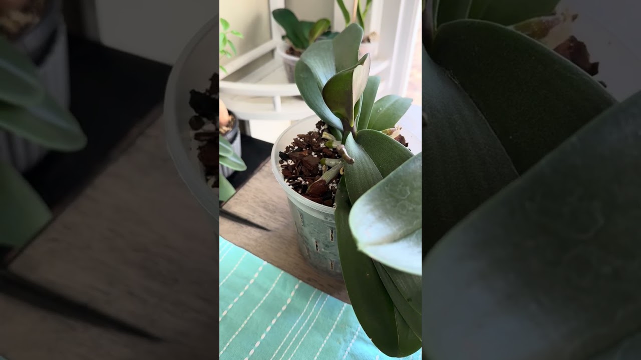 Cómo lograr varas florales…